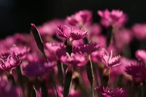 Carnation6 Stock Photos