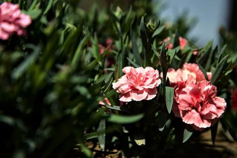 Carnations in bloom in different colors seen up close Stock Photos