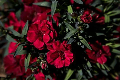 Carnations in bloom in different colors seen up close Stock Photos
