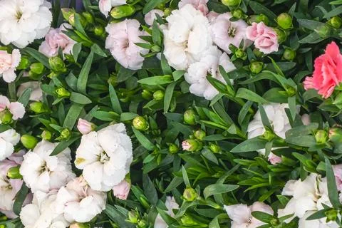 Carnations bloom in a garden during spring, showing a mix of colors and lus.. Stock Photos