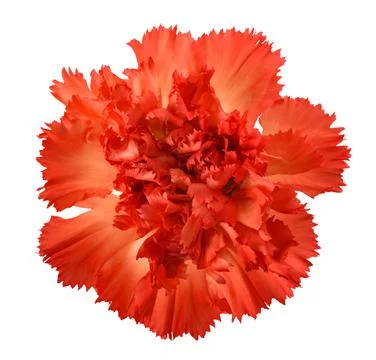 Carnations flower Stock Photos