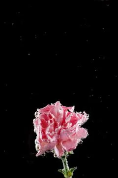 Carnations flowers on a black background Stock Photos