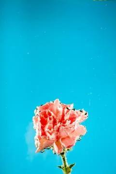Carnations flowers on a blue background Stock-Fotos