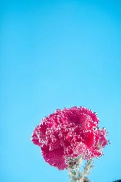 Carnations flowers on a blue background Stock-Fotos