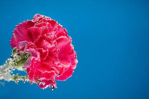 Carnations flowers on a blue background Stock Photos