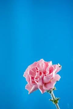 Carnations flowers on a blue background Stock Photos
