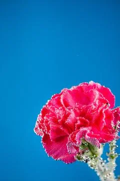Carnations flowers on a blue background Stock Photos