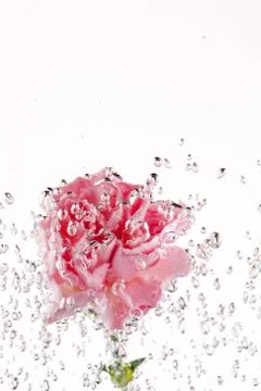 Carnations flowers on a white background Stock Photos