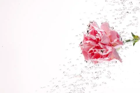 Carnations flowers on a white background Stock-Fotos