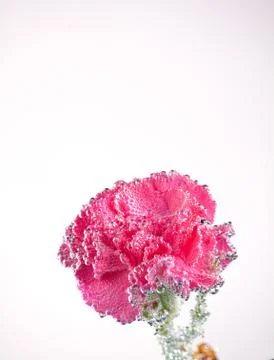 Carnations flowers on a white background Foto stock