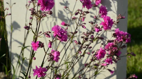 Carnations on the grave Stock Footage 24719833