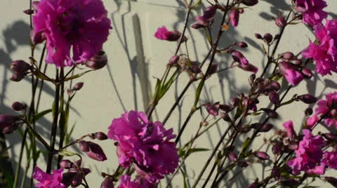 Carnations on the grave stone Stock Footage 24720137