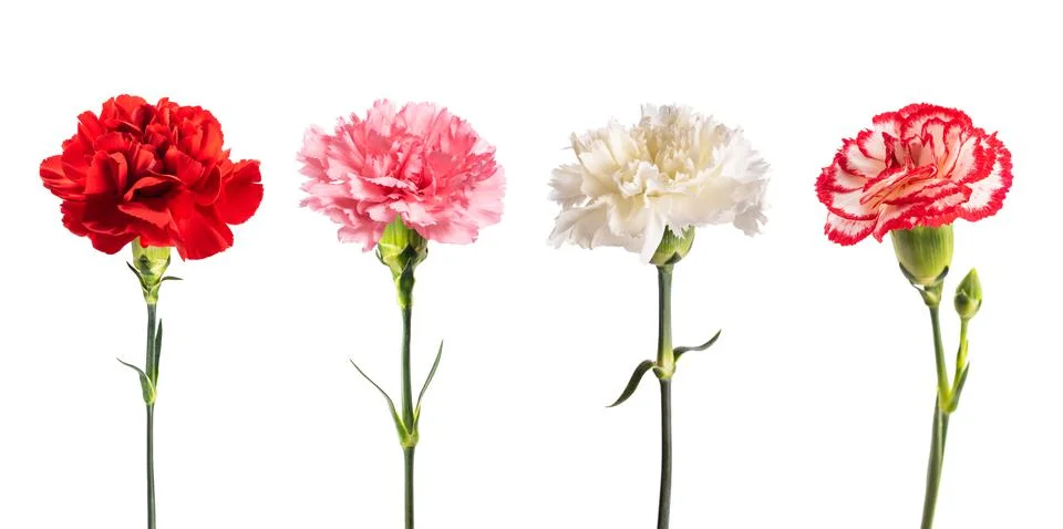 Carnations group Stock Photos