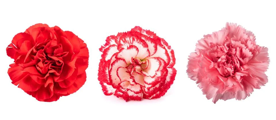 Carnations mix Stock Photos