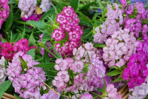 Carnations multi-colored background red pink white close-up Stock Photos