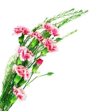 Carnations Photos