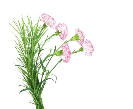 Carnations Stock Photos