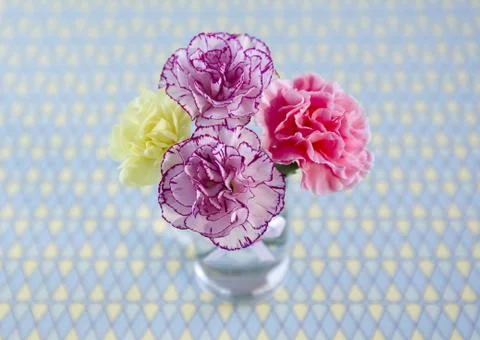 Carnations Stock Photos