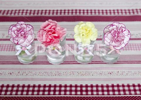Carnations Stock Photos