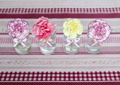Carnations Stock Photos