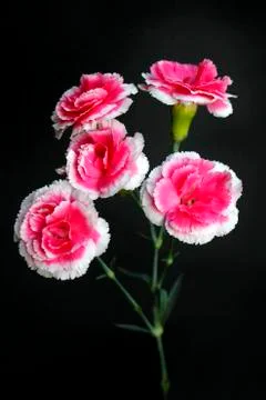 Carnations Stock Photos
