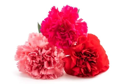Carnations Stock Photos