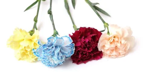 Carnations Stock Photos