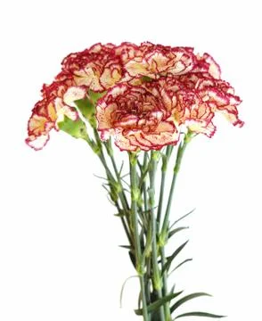Carnations Stock Photos