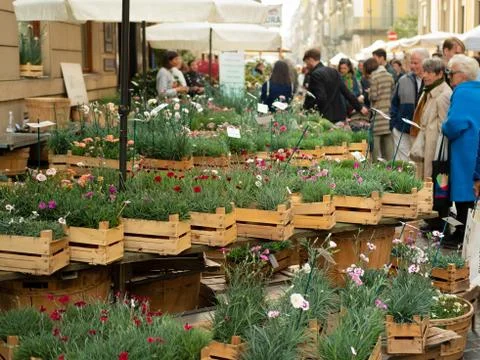 Carnations stall Stock Photos