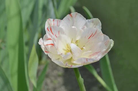 Carnaval de nice tulip 스톡 사진