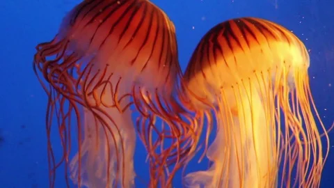 Carnival Jellyfish 스톡 동영상 75020702