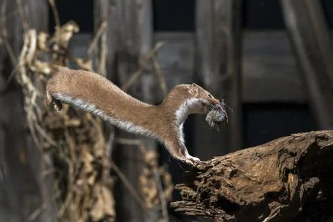 Carnivora, least weasel, mouse weasel, mustela nivalis, predators, prey, bolt, Fotos Stock
