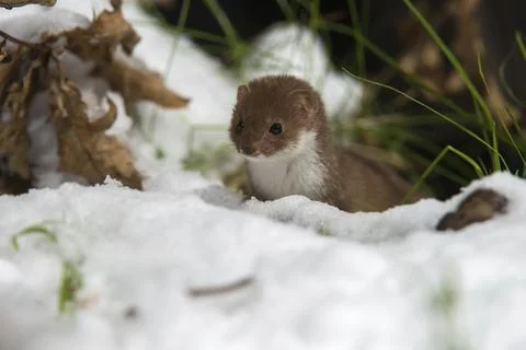 Carnivora, least weasel, mouse weasel, mustela nivalis, predators, prey, Fotos Stock