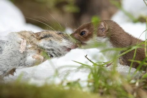Carnivora, least weasel, mouse weasel, mustela nivalis, predators, prey, Fotos Stock
