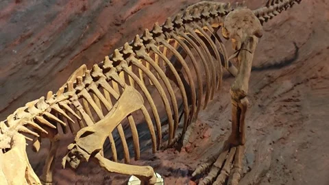 A carnivore dinosaur fake bone structure. Stock Footage 306995354