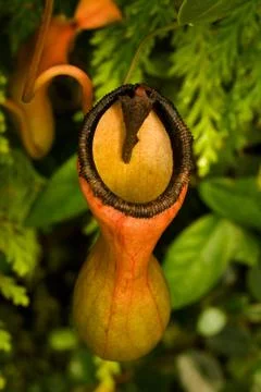 Carnivore Stock Photos