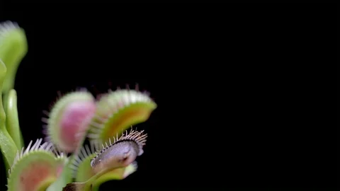 Carnivore plants Venus Flytrap panoramic view. Multiple spiky traps. Stock Footage 97068029