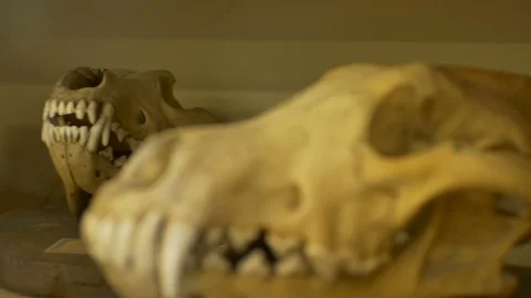 Carnivorous Animals Skulls Stock Footage 93459186