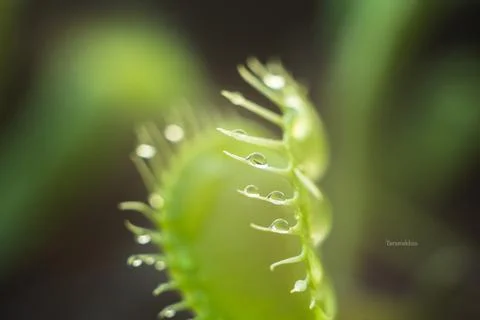 Carnivorous Dionea close up Photos