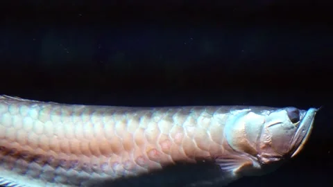 Carnivorous fish swims in the dark. Vídeo Stock 133891887