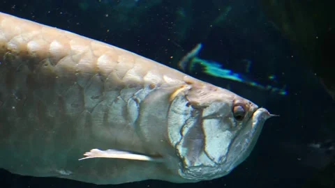 Carnivorous fish swims in the dark. Video stock 233521823