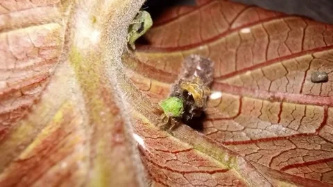 Carnivorous larvae Allotinus preying on treehopper nymph - Front View (Part 1) Stock Footage 338990081