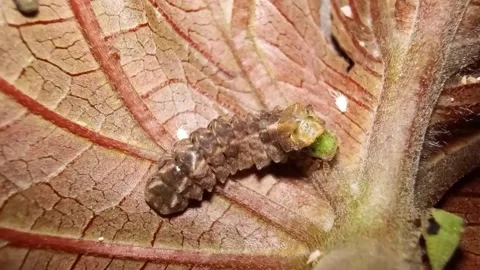 Carnivorous larvae Allotinus preying on treehopper nymph - Top Angle (Part 2) Stock Footage 338990111