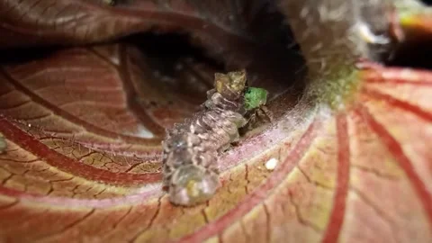 Carnivorous larvae Allotinus preying on treehopper nymph - Side Profile (Part 3) Stock Footage 338990127