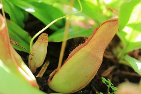 Carnivorous monkey cup pitcher showing unique fringed wings on leaves Stock Photos