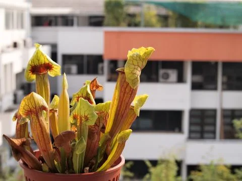 Carnivorous pitcher plant Photos