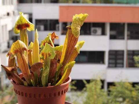 Carnivorous pitcher plant Stock Photos