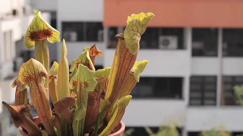 Carnivorous pitcher plant in pot Video stock 23927119