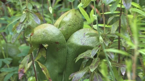 Carnivorous Pitcher Plants Stock Footage 7728561