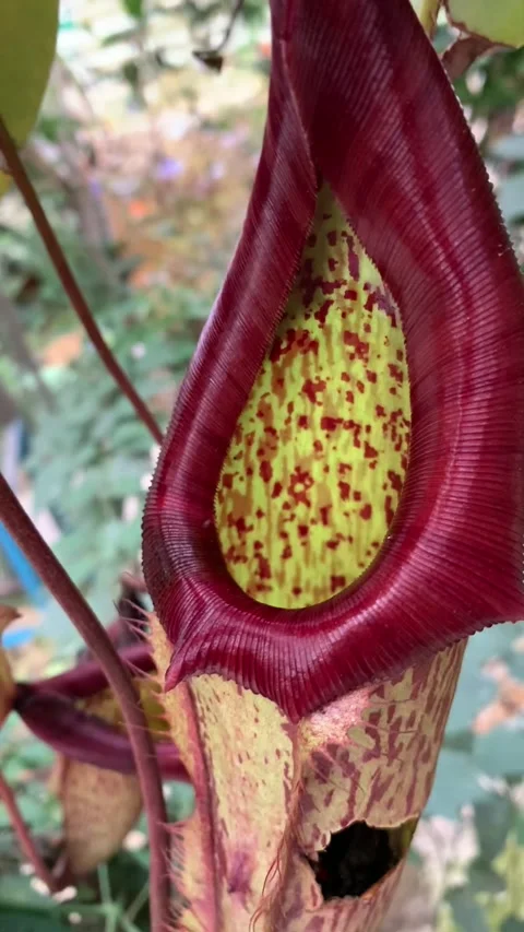 Carnivorous plant in Cameron Highlands Vídeos de archivo 343428446